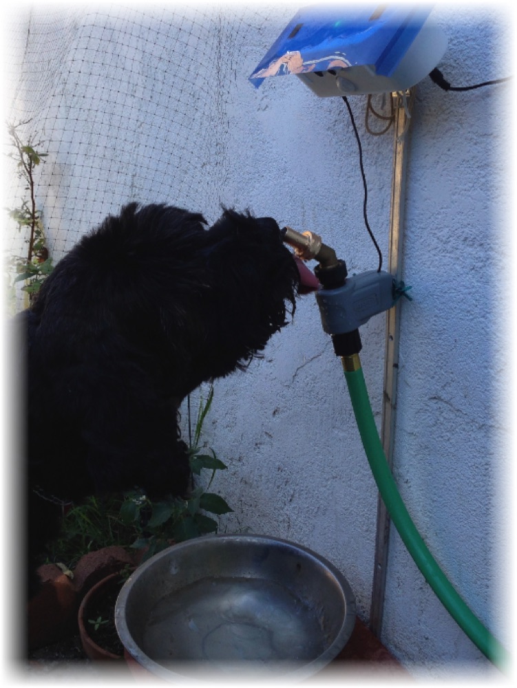 Testing the fountain faucet