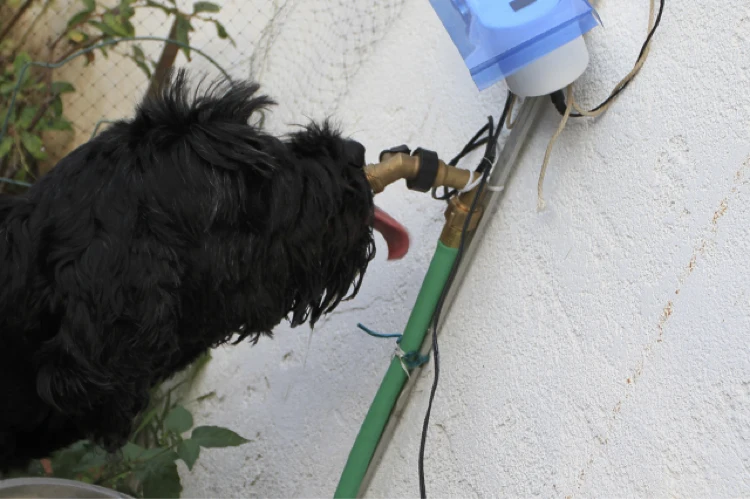 Dog Fountain